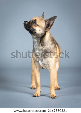Light brown chihuahua standing in a photography studio