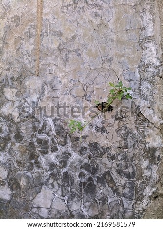 Picture of grass growing on an old wall for the background.