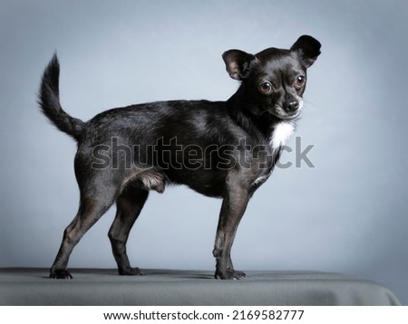 Black chihuahua
standing in a photography studio