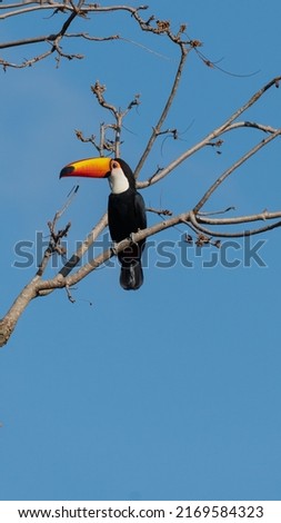 Toucan bird resting on dry tree branches with blue background. Brazil, 2022.