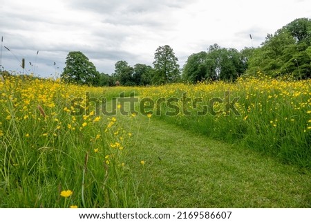 pathway cut through a field of beautiful bright yellow buttercups	