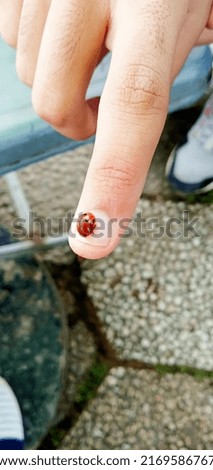 closeup picture of cute , tiny ladybird on finger.