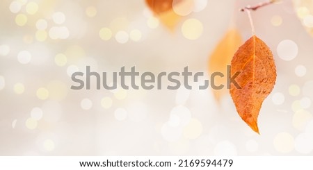 Yellow orange autumn leaf with drops from rain, hanging on branch, blurred background with copy space. Autumn season concept, natural colored autumnal foliage close up, fall nature scene, soft focus.
