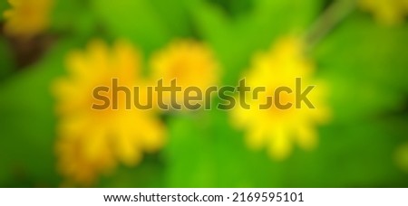 defocus beautiful yellow flowers blooming in the garden