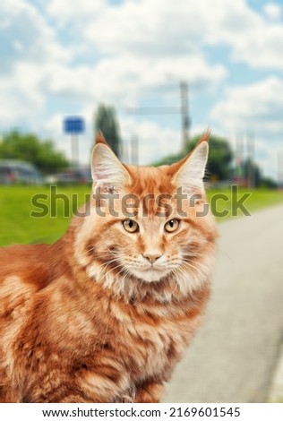 The cat's looking at the camera, cute domestic pet