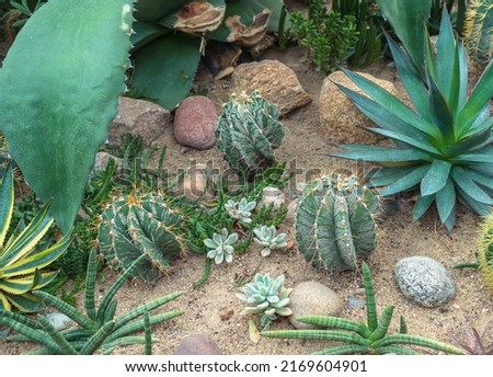 close view of garden of succulents and cactuses