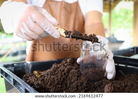 Earthworms on shovel in gardener hand, earthworms in dirt for agricultural field and gardening, sustainable agriculture and organic farming concept.