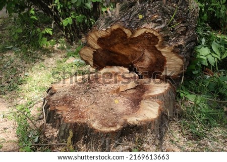 Cutting down tree and fresh cut down stump in the city. A tree cut into pieces with a chainsaw. Seasonal emergency and sanitary pruning of trees. Municipal arborist service. Royalty-Free Stock Photo #2169613663