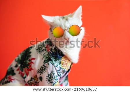 White fancy stylish kitten dressed in Hawaiian shirt, wearing colorful sunglasses on a red background
