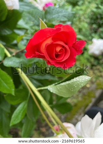 Rose blossom in beautiful delicate red Leaf.
