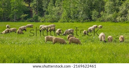 A group of sheep on a pasture stand next to each other. A small herd of Suffolk sheep with black face and legs in a summer meadow-travel photo, no people, selective focus, blurred Royalty-Free Stock Photo #2169622461