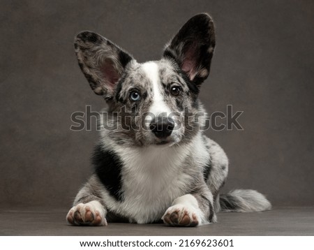 portrait of corgi-cardigan blue merle with different eyes Royalty-Free Stock Photo #2169623601