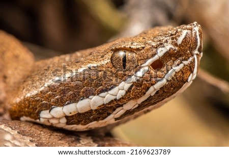 Rattle snake head closeup. Rattle snake eye closeup