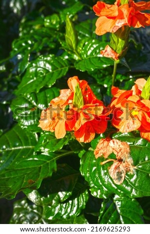 Crossandra infundibuliformis, the firecracker flower, is a species of flowering plant 