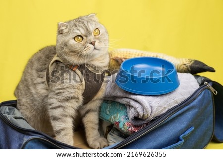 Traveling with a cat. A cute Scottish fold cat is sitting in a suitcase, ready for the trip. Collecting things on vacation. Royalty-Free Stock Photo #2169626355