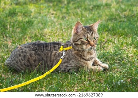 Walking a domestic cat on a yellow harness. The tabby cat is afraid of outdoor,hides in the green grass, cautiously and curiously. Teaching your pet to walk Royalty-Free Stock Photo #2169627389