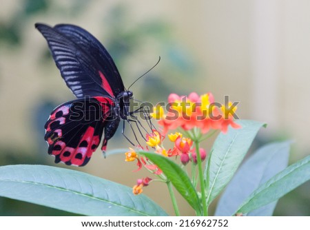 Scarlet mormon butterfly feeding on a flower Royalty-Free Stock Photo #216962752
