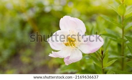 Beautiful white peony flower with a green background. Summer Garden. Wedding postcard. Template for business cards, covers, cosmetics packaging, interior decoration, phone case.