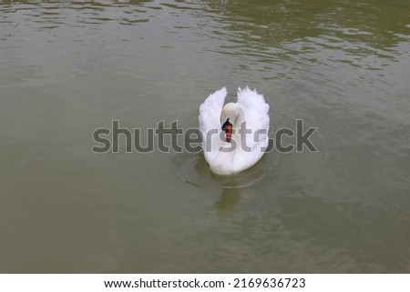a white swan with a bent neck