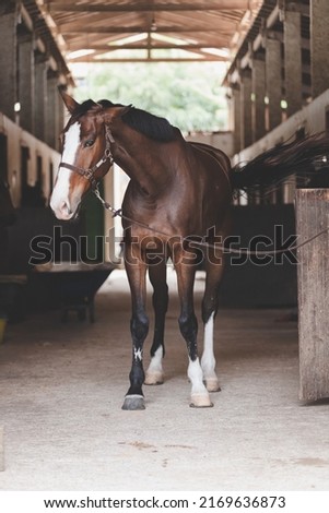 horse ride nature pet horseshoe saddles 