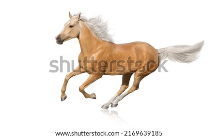 Palomino  horse with long mane run free gallop isolated on white background
