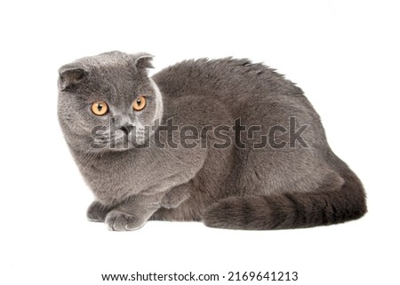 British gray cat beautiful isolated on the white background