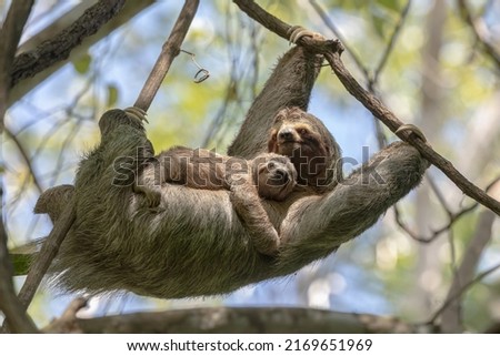 A female sloth with her cub hangs on a branch in the Costa Rican jungle