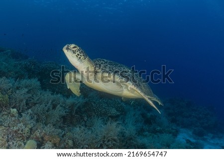 Hawksbill sea turtle in the Tubbataha Reefs Philippines
