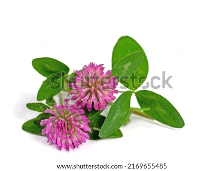 Red Clover,Trifolium pratense, isolated against white background