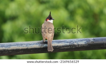 Red-whiskered bulbul perched on a fence