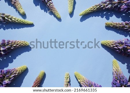 
Bright, juicy lupins on a bright and beautiful background in full screen.