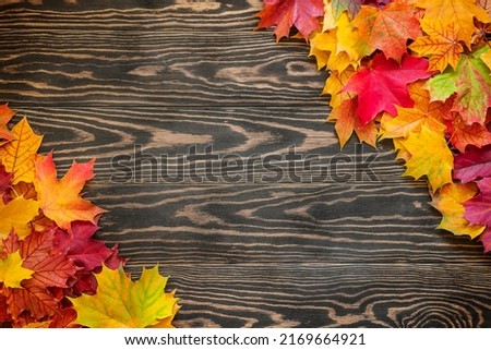 Bright colored autumn leaves on brown textured wooden background. Top table view on multi-colored bright maple leaves on dark wooden background. Autumn background with copy space