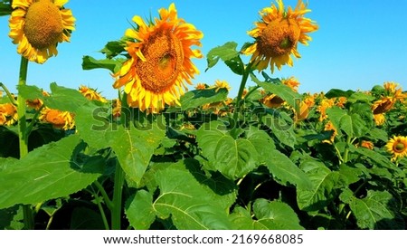 Field of  many Beauty Sunflowers