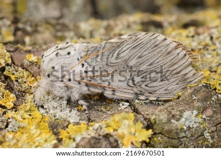 Detailed closeup on the large, white Cerura vinula, the puss moth, sitting on wood Royalty-Free Stock Photo #2169670501