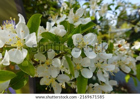 Malus baccata (Manchurian crab apple) is a hardy, spring-flowering tree that has played a big part in the development of many new crabapple varieties. Royalty-Free Stock Photo #2169671585