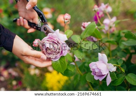 Woman deadheading rose with rain damage in summer garden. Gardener cutting wilted flowers off with pruner. Novalis of Kordes selection. Taking care of shrub Royalty-Free Stock Photo #2169674661