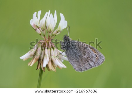 Small Heath, Coenonympha pamphilus, feeds nectar from white clover flower, Trifolium repens.