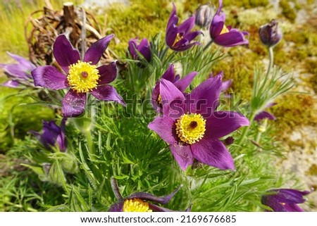 Pulsatilla vulgaris (Pasque flower) has dazzling blue-purple flowers and light-catching, fuzzy seed heads. Royalty-Free Stock Photo #2169676685