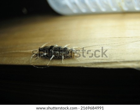 Macro shot of silverfish bug, which is also called book bugs. But this insect eats almost everything. But they don't bite humans, animals and not carry disease.