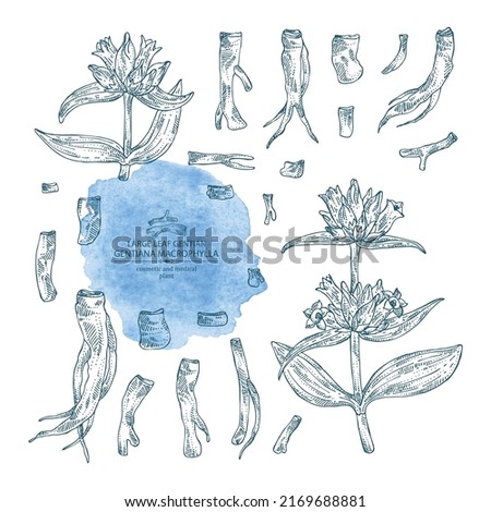 Collection of gentiana macrophylla: large leaf gentian plant, leaves, gentian flowers and gentiana macrophylla root. Cosmetic, perfumery and medical plant. Vector hand drawn illustration.
