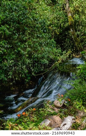 landscape in the middle of a tropical rainforest with river in Colombia. vertical photo