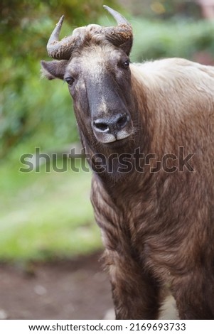 The straight gaze of an adult mishmi takin (Budorcas taxicolor taxicolor), a unique and endangered goat-antelope from  China and Northeast India, Asia. It is also called cattle camois or gnu goat. Royalty-Free Stock Photo #2169693733