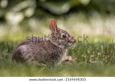 Close up image of a baby rabbit eating grass. There is also some white fluff on its mouth.