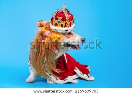 Corgi in crown and red mantle on blue background shows tongue. Dog dressed in a royal fancy dress in a wig and curlers is going to a social soiree. Style of celebrities and stars