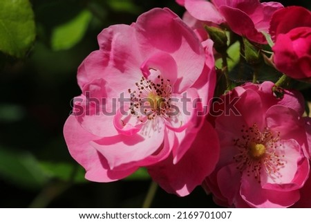 Pink flower head of Rosa chinensis China rose, Monthly rose), close up macro photography.