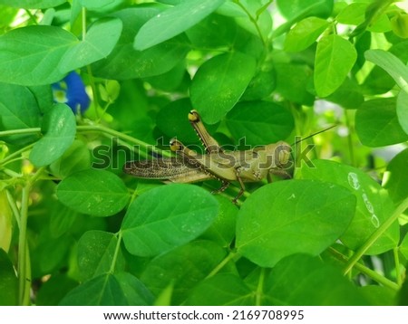 a picture of a brown grasshopper on a plant