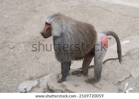 arabian baboon in the zoo