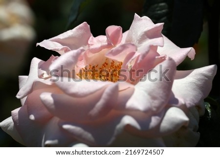 Pale cream pink rose flower head close up macro photography. Royalty-Free Stock Photo #2169724507