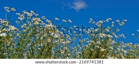 Daisies blooming in the sunshine. A field of daisies blooming in a sunny field.