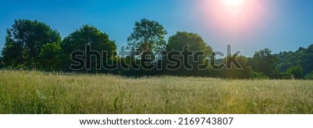 Grass and trees in the meadow in the early morning in the village. Web banner.